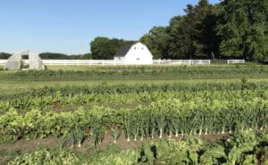 Vegetable farm with greenhouse and barn