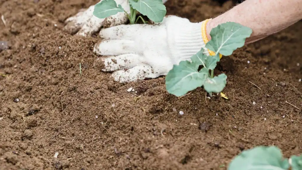 Getting Started with Your New Polytunnel: No-Dig Gardening Tips and Composting Techniques
