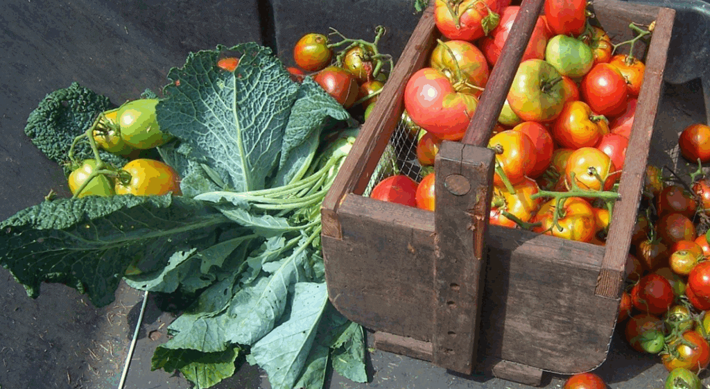 Fresh tomatoes and leafy greens in a crate