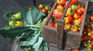 Fresh tomatoes and leafy greens in a crate
